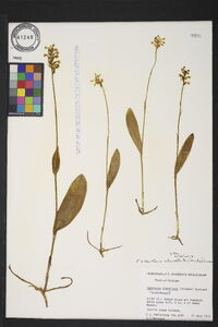 Platanthera clavellata image