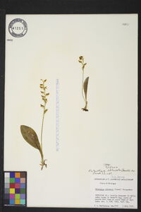 Platanthera obtusata image