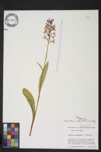 Platanthera psycodes image