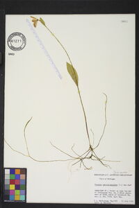 Pogonia ophioglossoides image