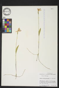 Pogonia ophioglossoides image