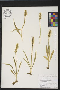 Spiranthes romanzoffiana image