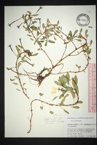 Ludwigia peploides subsp. glabrescens image