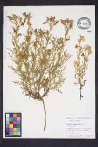 Oenothera coronopifolia image