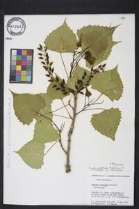 Populus deltoides var. deltoides image