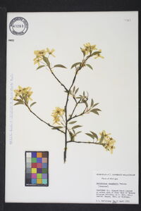 Amelanchier canadensis image