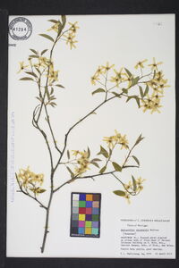 Amelanchier canadensis image