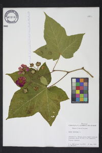 Rubus odoratus image