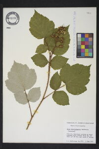 Rubus phoenicolasius image