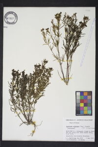 Stenaria nigricans image