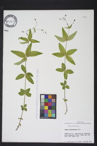 Galium lanceolatum image