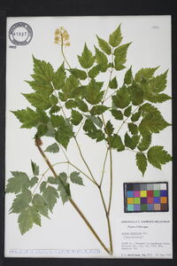 Actaea pachypoda image