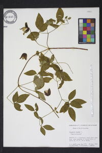 Clematis viorna image