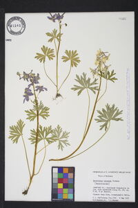 Delphinium tricorne image