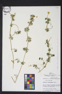 Ranunculus aquatilis var. diffusus image