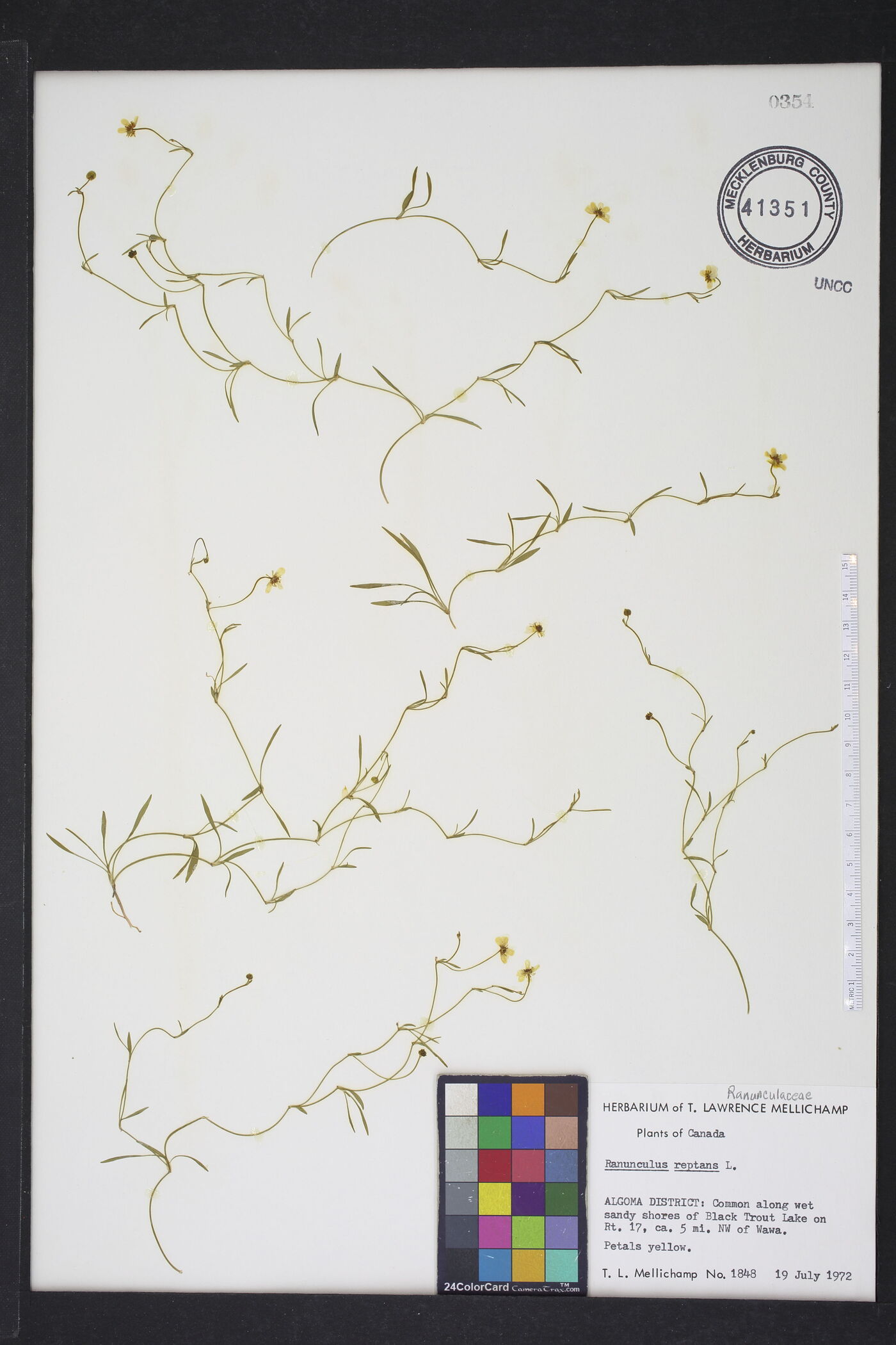 Ranunculus reptans image