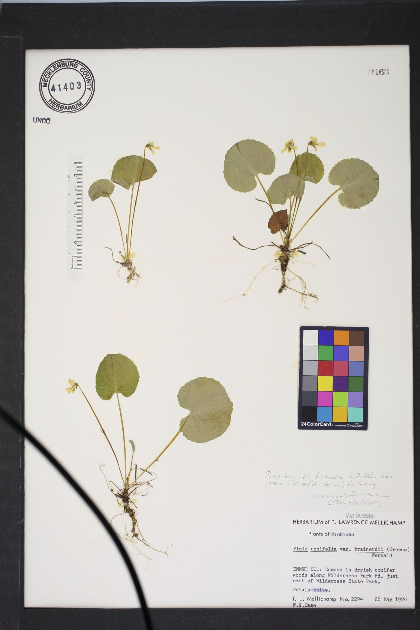 Viola renifolia image