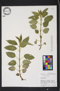 Urtica dioica image