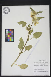 Chamaesaracha grandiflora image