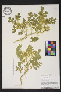 Solanum rostratum image