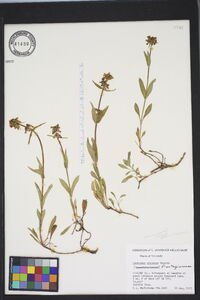 Penstemon procerus image