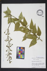 Scrophularia lanceolata image