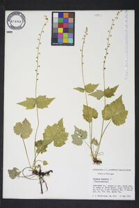 Mitella diphylla image