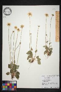 Parnassia palustris image