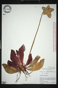 Sarracenia purpurea image