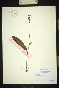 Platanthera clavellata image