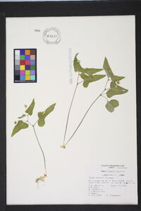 Viola hastata image