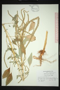 Amaranthus hybridus subsp. hybridus image