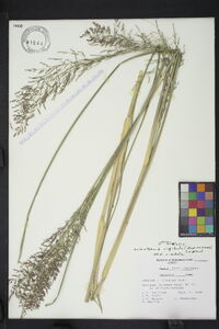 Coleataenia rigidula subsp. rigidula image