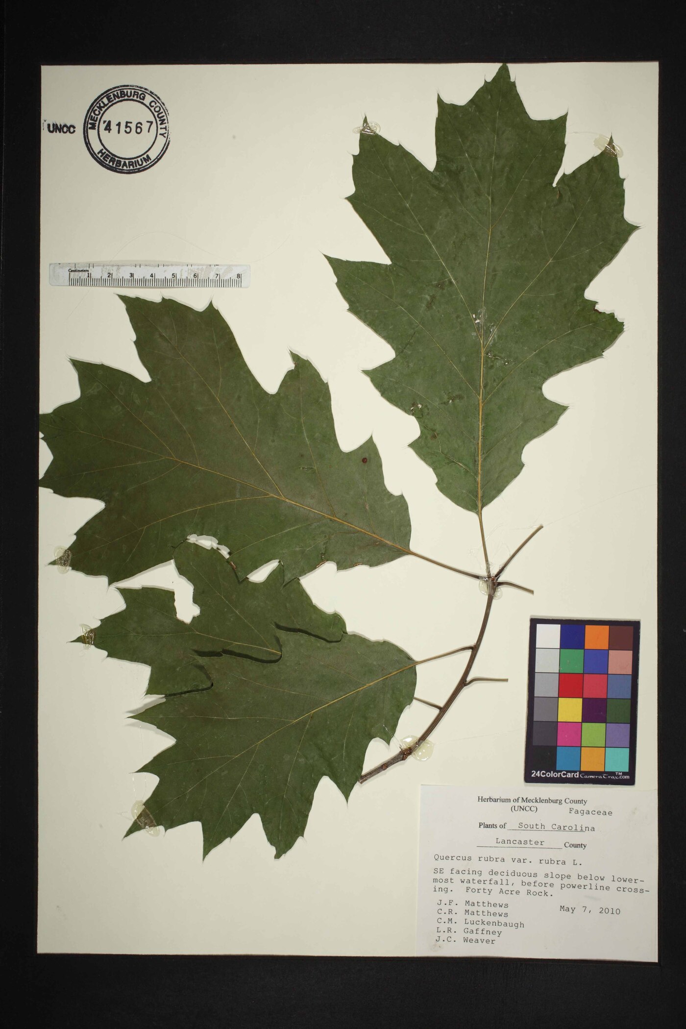 Quercus rubra var. rubra image