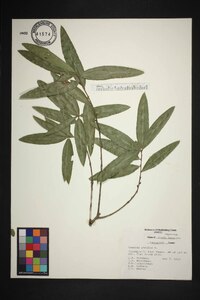 Quercus phellos image