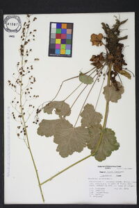 Heuchera americana image