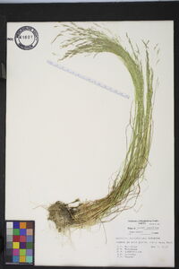 Agrostis elliottiana image