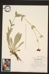 Silene coronaria image