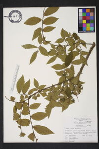 Ulmus alata image