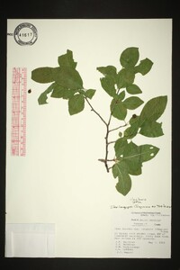 Ilex longipes image