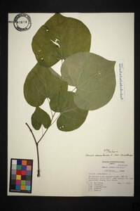 Cercis canadensis var. canadensis image