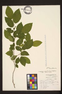 Carpinus caroliniana var. caroliniana image