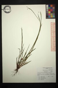 Sisyrinchium mucronatum image