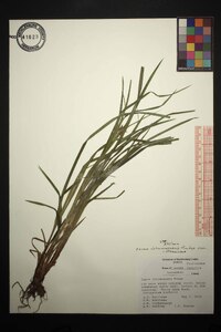 Carex intumescens var. intumescens image