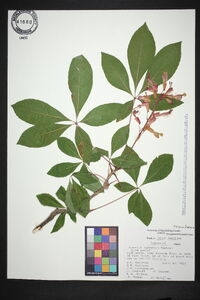 Aesculus sylvatica image