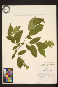 Carpinus caroliniana var. caroliniana image