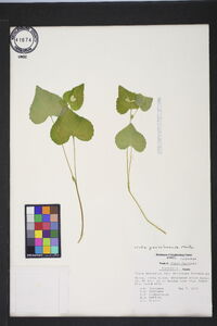 Viola pensylvanica image