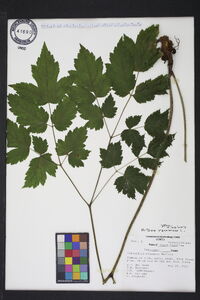 Actaea racemosa image