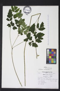 Actaea racemosa image