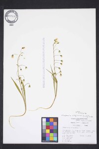 Claytonia virginica var. virginica image